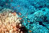 Haremsfahnenfisch, Anthias, manche Quellen meinen, das Rote meer hätte seinen Namen nach diesen überall zahlreich anzutreffenden Fischen