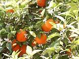 Poble Espanyol, selbst die Mandarinen blühen und tragen Früchte gleichzeitig