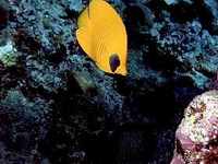 Masked Butterflyfish